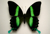 Farfalla