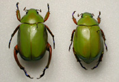 Scarabeo