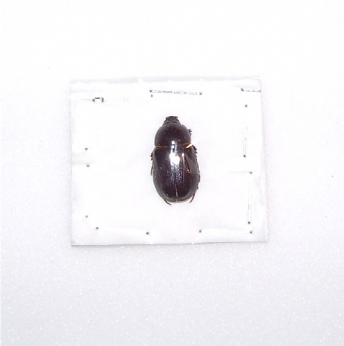 Ligyrus sallei