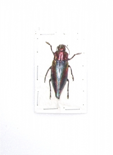 Cyphogastra javanica
