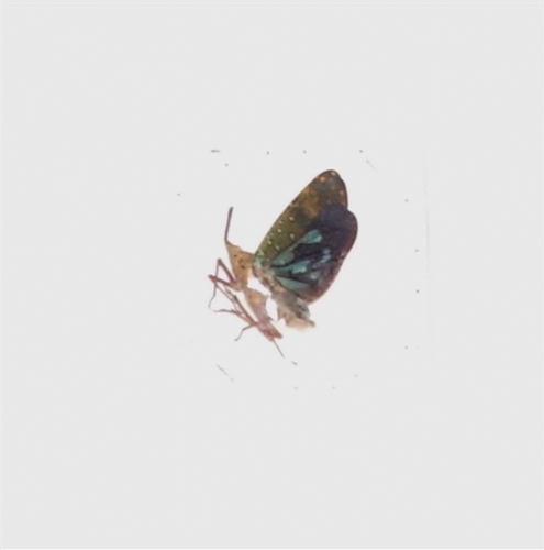 Saiva bullata