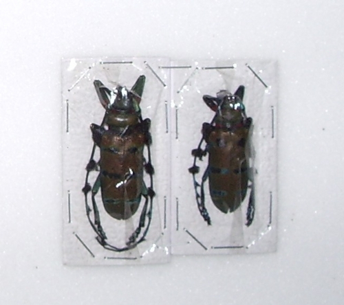 Diastocera wallichi