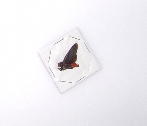 Huechys sanguinea