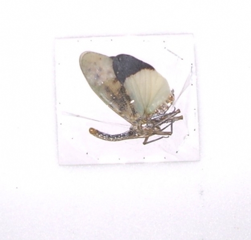 Pyrops astarte