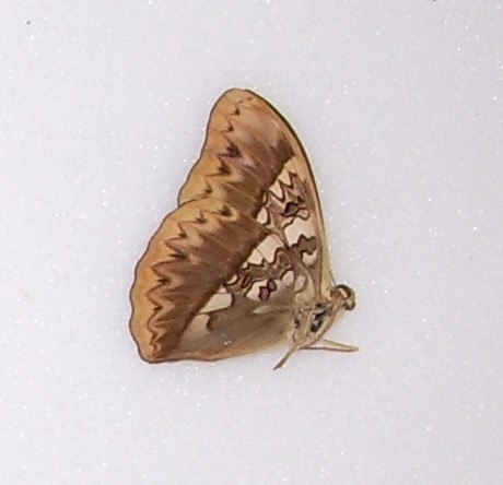 Cymothoe herminia