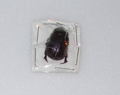 Orizabus clunalis