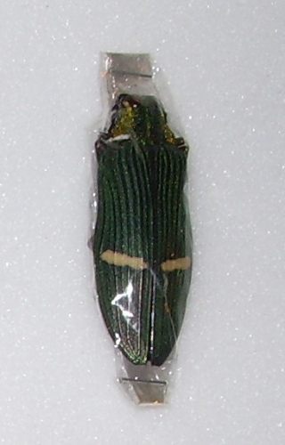Catoxantha opulenta