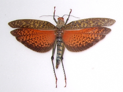 Topidacris dux