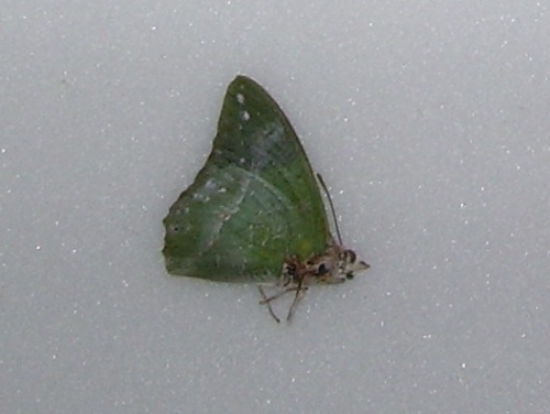 Charaxes eupale