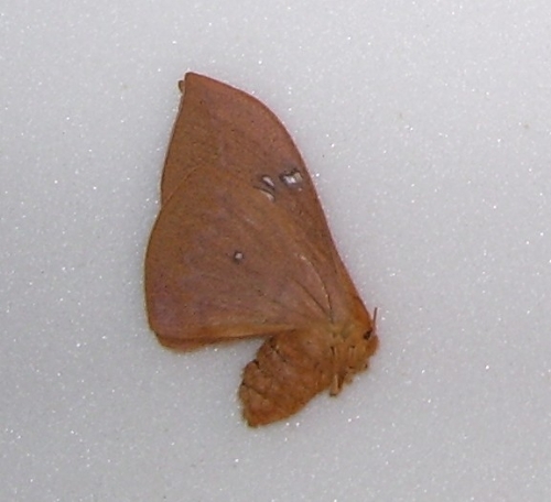 Cricula jordani