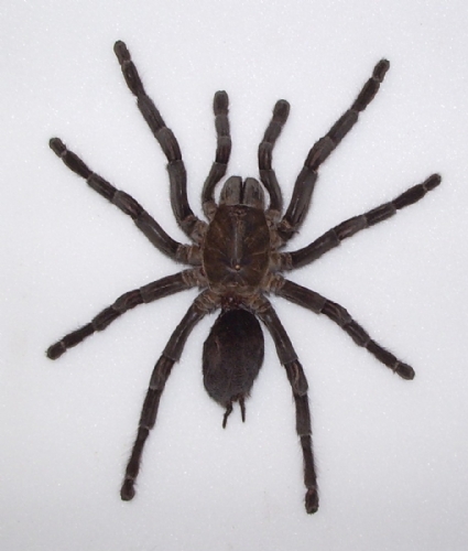 Aplopelma mimax
