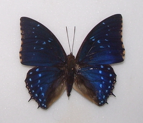 Charaxes tiridates