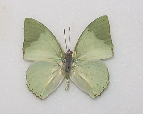 Charaxes subornatus