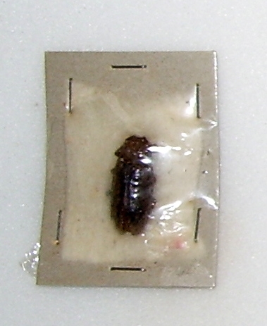 Hecyra obscurator