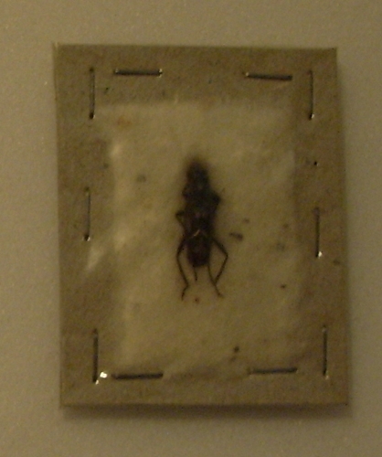 Oxilus gazella