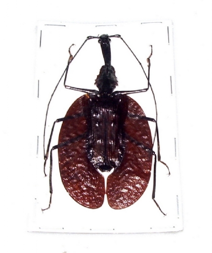 Mormolyce phyllodes