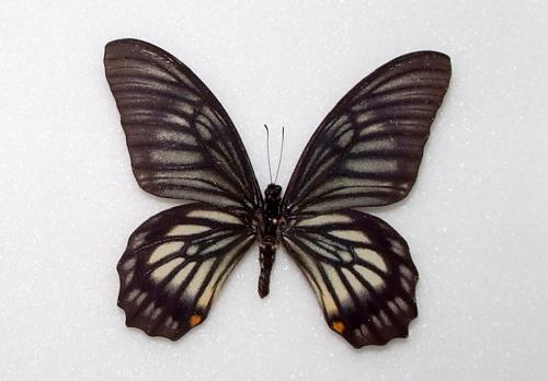 Chilasa veiovis