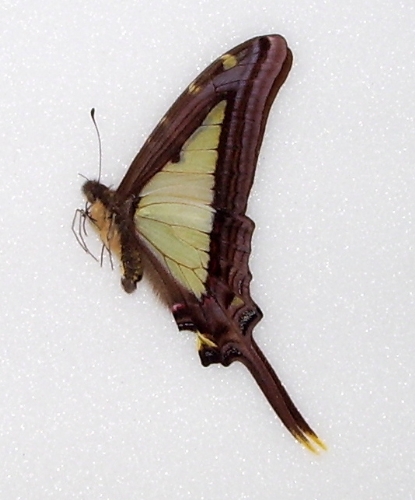 Eurytides leucaspis