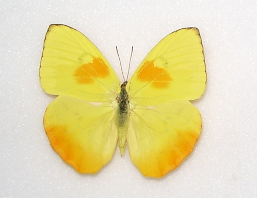 Phoebis philea